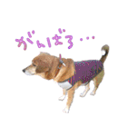 いろんな時に！犬と猫のスタンプ♪（個別スタンプ：20）