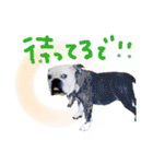いろんな時に！犬と猫のスタンプ♪（個別スタンプ：21）