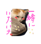 みいこちゃんスタンプ（個別スタンプ：2）