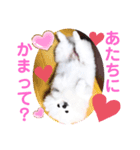 【シュシュ看板犬スタンプ】みるく（個別スタンプ：1）