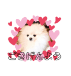 【シュシュ看板犬スタンプ】みるく（個別スタンプ：2）