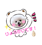 【シュシュ看板犬スタンプ】みるく（個別スタンプ：4）