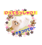 【シュシュ看板犬スタンプ】みるく（個別スタンプ：5）