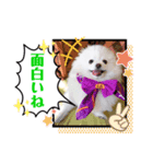 【シュシュ看板犬スタンプ】みるく（個別スタンプ：6）