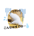 【シュシュ看板犬スタンプ】みるく（個別スタンプ：8）