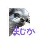 チワワのるっぴ（個別スタンプ：2）