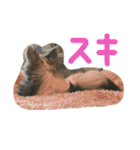 チワワのるっぴ（個別スタンプ：8）