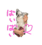 チワワのるっぴ（個別スタンプ：16）