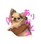 チワワのるっぴ（個別スタンプ：18）