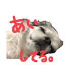 チワワのるっぴ（個別スタンプ：27）