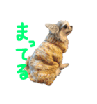チワワのるっぴ（個別スタンプ：29）