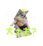 チワワのるっぴ（個別スタンプ：30）