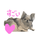 チワワのるっぴ（個別スタンプ：32）
