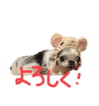 チワワのるっぴ（個別スタンプ：33）