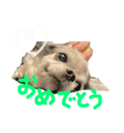 チワワのるっぴ（個別スタンプ：34）