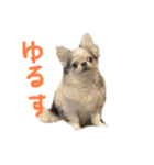 チワワのるっぴ（個別スタンプ：35）