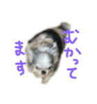 チワワのるっぴ（個別スタンプ：37）