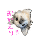 チワワのるっぴ（個別スタンプ：39）