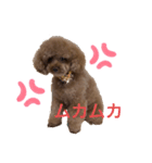 可愛いワンちゃんの日常に使えるスタンプ（個別スタンプ：3）
