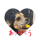 ちわっくすのラムちゃん（個別スタンプ：1）