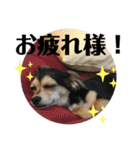 ちわっくすのラムちゃん（個別スタンプ：2）