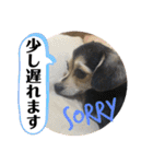 ちわっくすのラムちゃん（個別スタンプ：6）