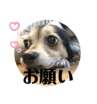 ちわっくすのラムちゃん（個別スタンプ：8）