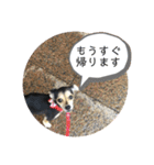 ちわっくすのラムちゃん（個別スタンプ：20）