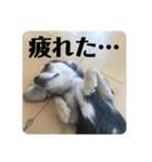 ちわっくすのラムちゃん（個別スタンプ：21）