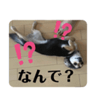 ちわっくすのラムちゃん（個別スタンプ：27）
