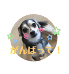 ちわっくすのラムちゃん（個別スタンプ：28）