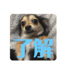 ちわっくすのラムちゃん（個別スタンプ：31）