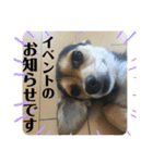 ちわっくすのラムちゃん（個別スタンプ：35）