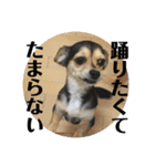 ちわっくすのラムちゃん（個別スタンプ：40）
