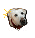 ラブラドールのえりーちゃん（個別スタンプ：6）