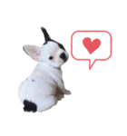 フレンチブルドックのあずき＆きなこ（個別スタンプ：7）