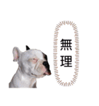 フレンチブルドックのあずき＆きなこ（個別スタンプ：11）