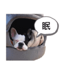 フレンチブルドックのあずき＆きなこ（個別スタンプ：13）