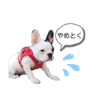 フレンチブルドックのあずき＆きなこ（個別スタンプ：15）