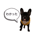フレンチブルドックのあずき＆きなこ（個別スタンプ：16）