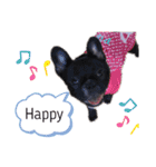 フレンチブルドックのあずき＆きなこ（個別スタンプ：19）