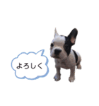 フレンチブルドックのあずき＆きなこ（個別スタンプ：22）