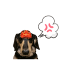 今日のCoCoさん（個別スタンプ：11）