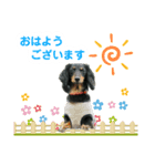 ミニチュアダックスのゆるっとラッキー①（個別スタンプ：1）