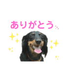 ミニチュアダックスのゆるっとラッキー①（個別スタンプ：2）