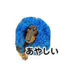 ミニチュアダックスのゆるっとラッキー①（個別スタンプ：4）