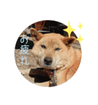 ハムスター大福＆柴犬ハッピー（個別スタンプ：16）