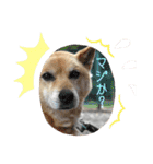 ハムスター大福＆柴犬ハッピー（個別スタンプ：17）