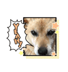 ハムスター大福＆柴犬ハッピー（個別スタンプ：18）