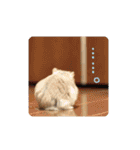 ハムスター大福＆柴犬ハッピー（個別スタンプ：21）